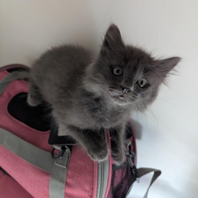 Cinder, Adoptable, Kitten Male Domestic Long Hair.