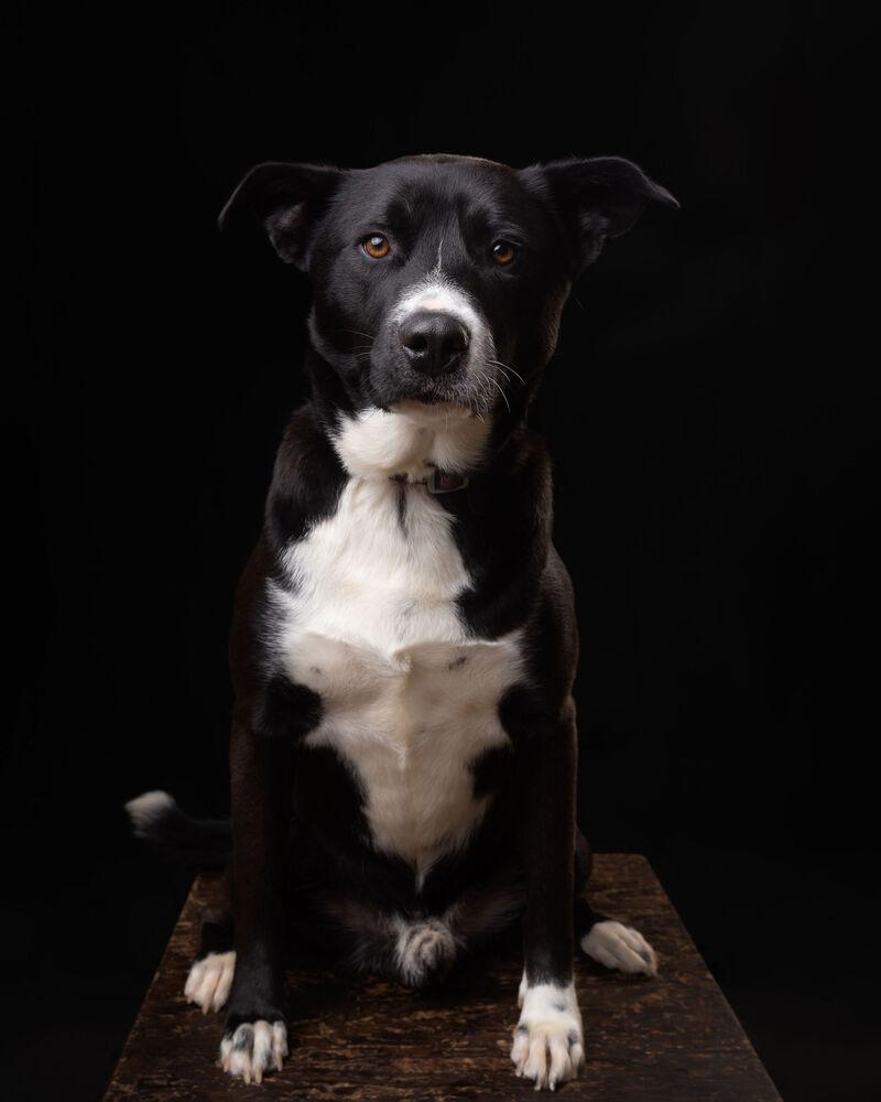 TACO, Adoptable, Adult Male Labrador Retriever & Shepherd.