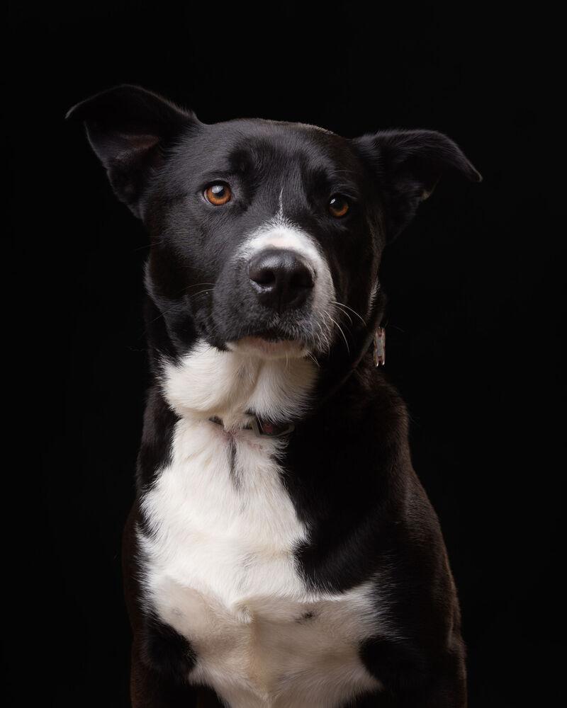 Enlarge TACO, a Adoptable mixed breed in Langley, BC image 2/6