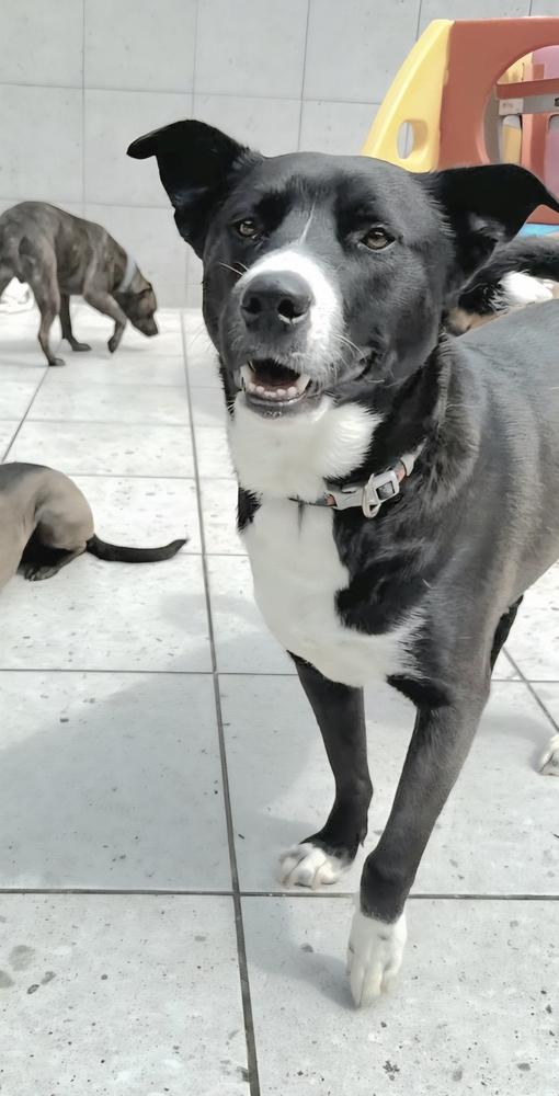 Enlarge TACO, a Adoptable mixed breed in Langley, BC image 4/6