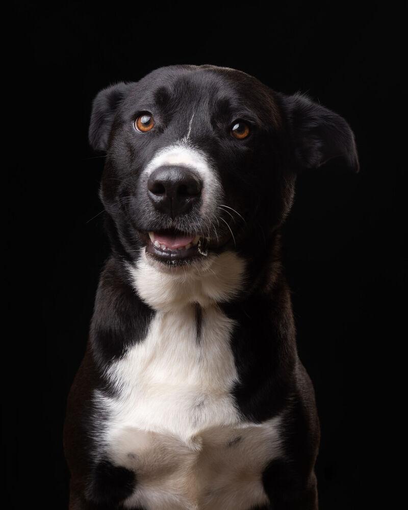 Enlarge TACO, a Adoptable mixed breed in Langley, BC image 5/6