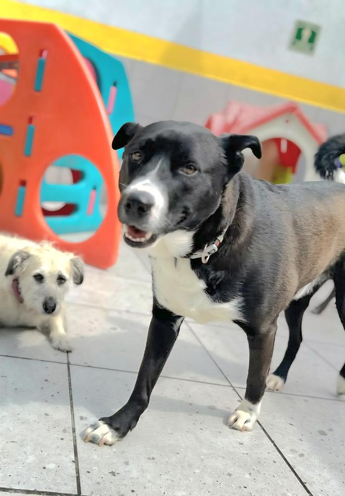 Enlarge TACO, a Adoptable mixed breed in Langley, BC image 6/6
