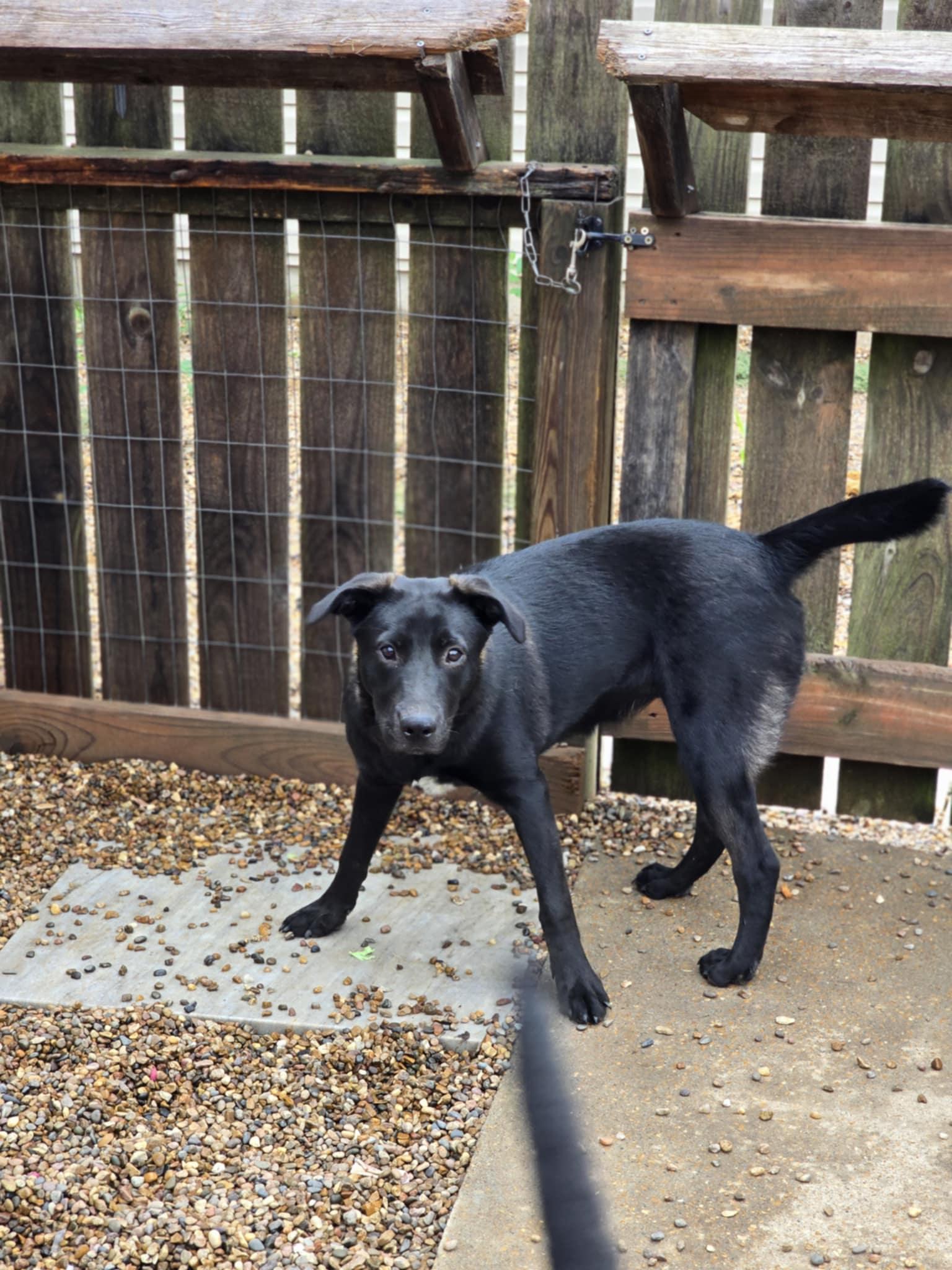 Clover, Adoptable, Young Female Labrador Retriever & Terrier.