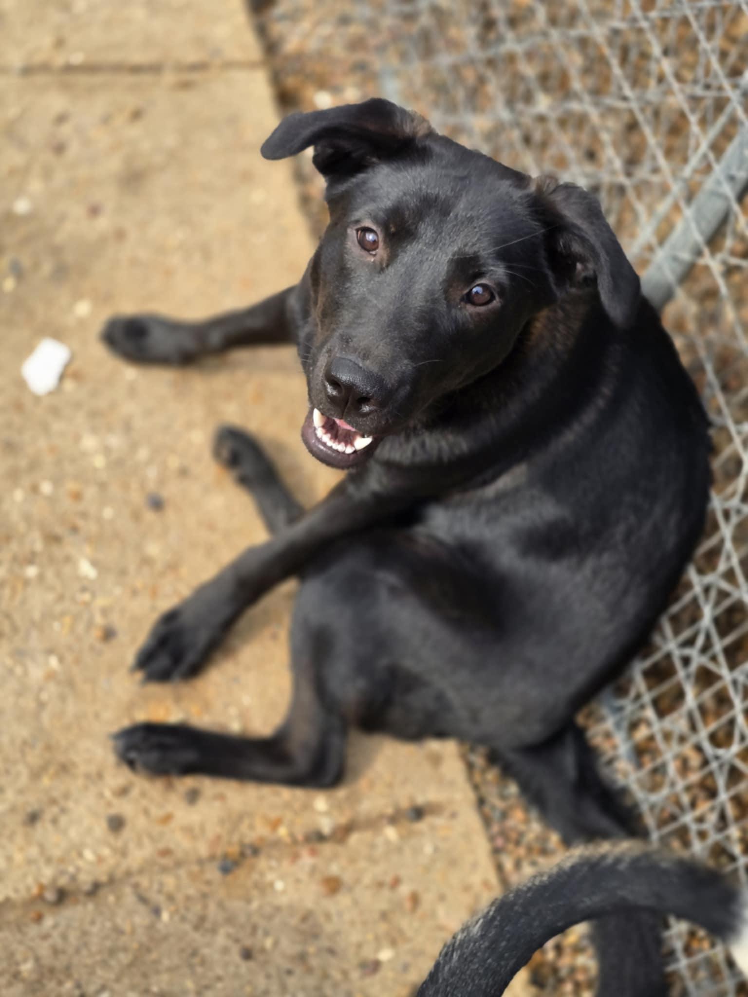 Enlarge Clover, a Adoptable mixed breed in Poplar Bluff, MO image 2/2