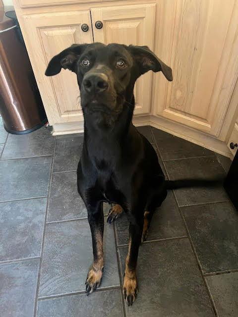 RAVEN, Adoptable, Young Female Weimaraner & Catahoula Leopard Dog.