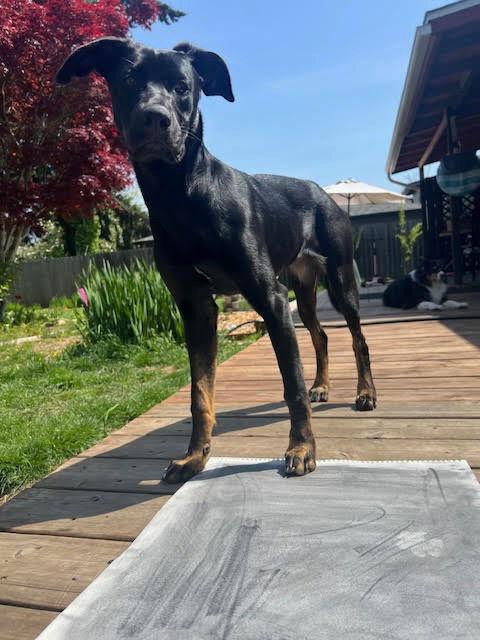 Enlarge RAVEN, a Adoptable mixed breed in Battle Ground, WA image 2/3