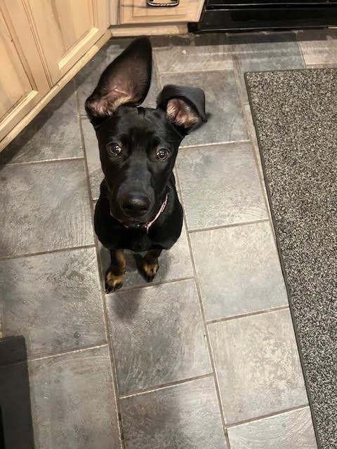 Enlarge RAVEN, a Adoptable mixed breed in Battle Ground, WA image 3/3