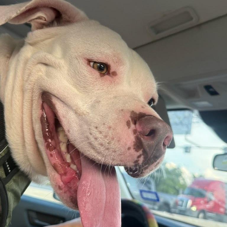 Enlarge Milo, a Adoptable American Staffordshire Terrier in Fredericksburg, TX image 1/4