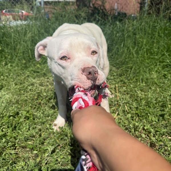 Enlarge Milo, a Adoptable American Staffordshire Terrier in Fredericksburg, TX image 2/4