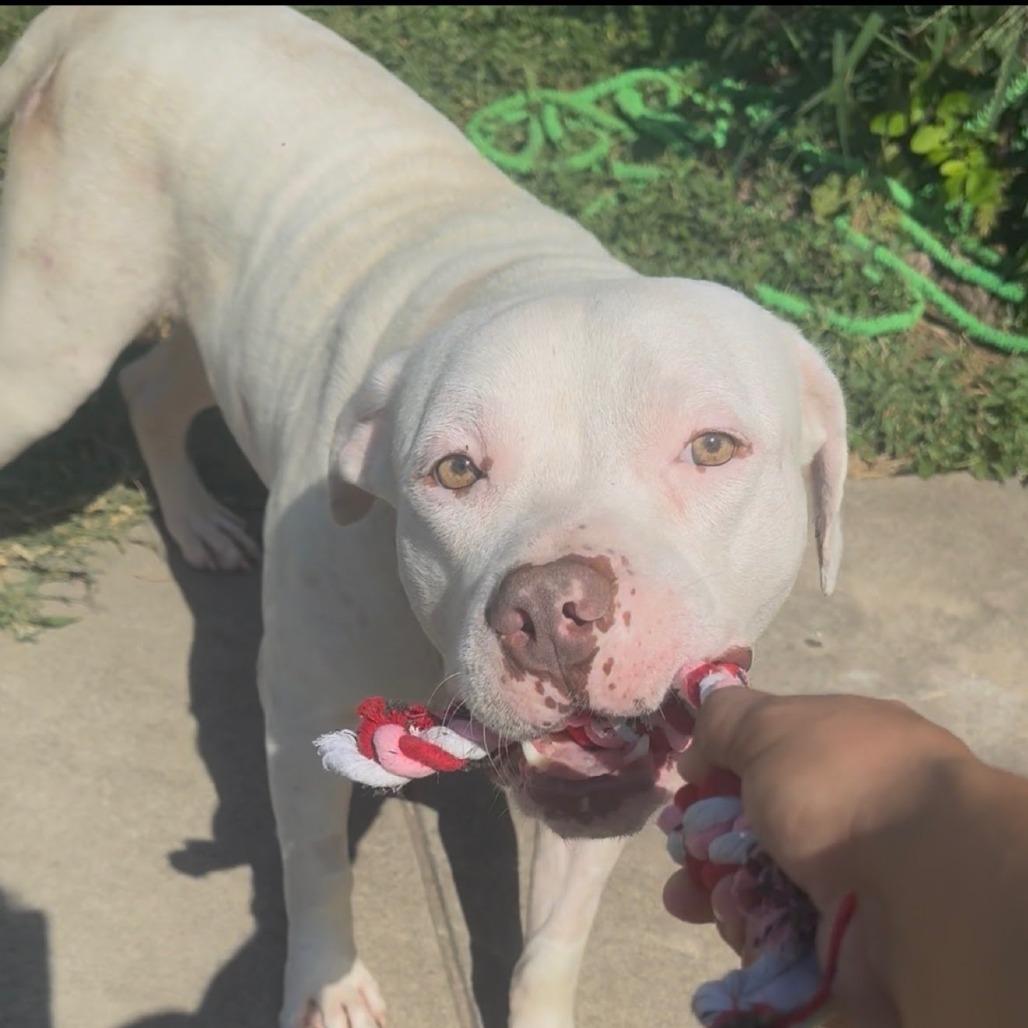 Enlarge Milo, a Adoptable American Staffordshire Terrier in Fredericksburg, TX image 3/4