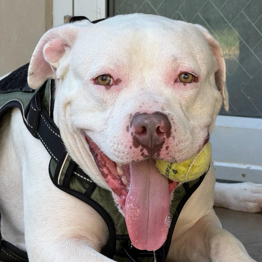 Enlarge Milo, a Adoptable American Staffordshire Terrier in Fredericksburg, TX image 4/4