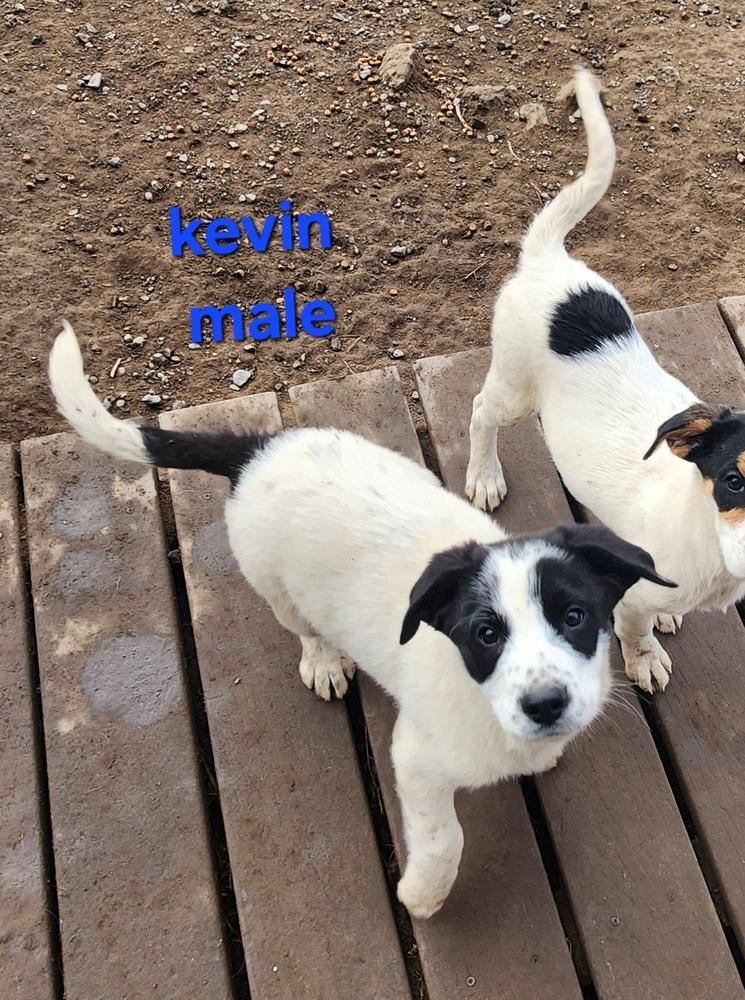 Enlarge Kevin, a Adoptable mixed breed in Bend, OR image 1/1