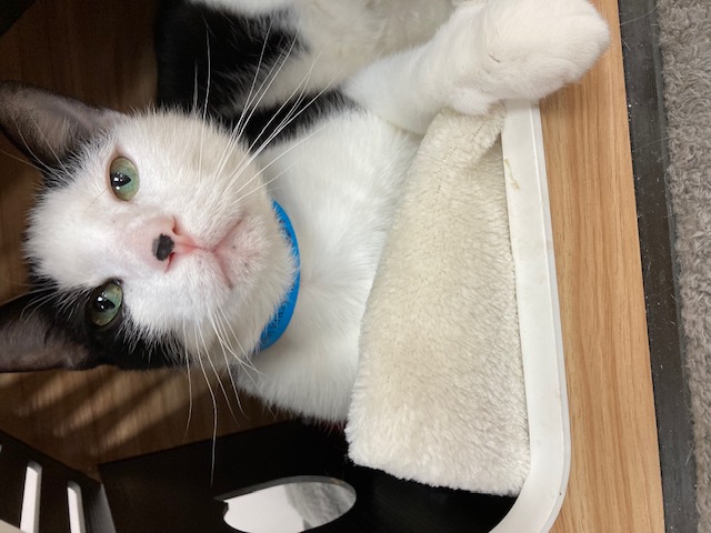 Enlarge Simon, a Adoptable Domestic Short Hair in Medina, OH image 2/2