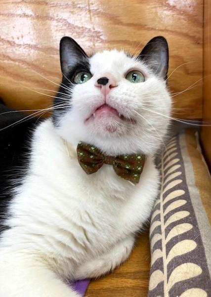 Enlarge Simon, a Adoptable Domestic Short Hair in Medina, OH image 1/2