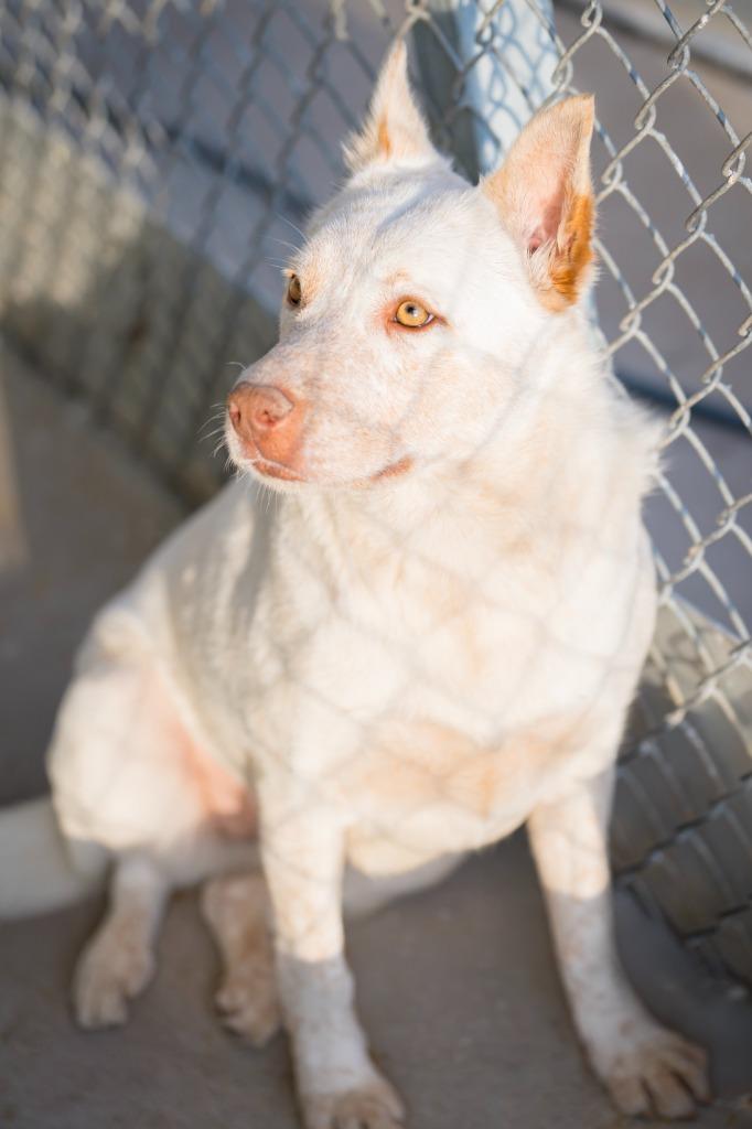 Flower 3, Adoptable, Young Female Australian Cattle Dog / Blue Heeler & Labrador Retriever.