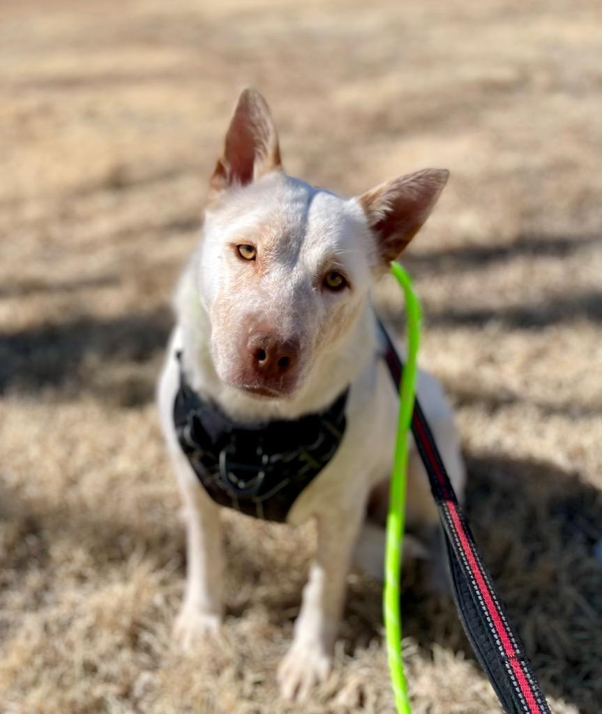 Flower 3, a Adoptable mixed breed in Fort Lupton, CO image 2/6