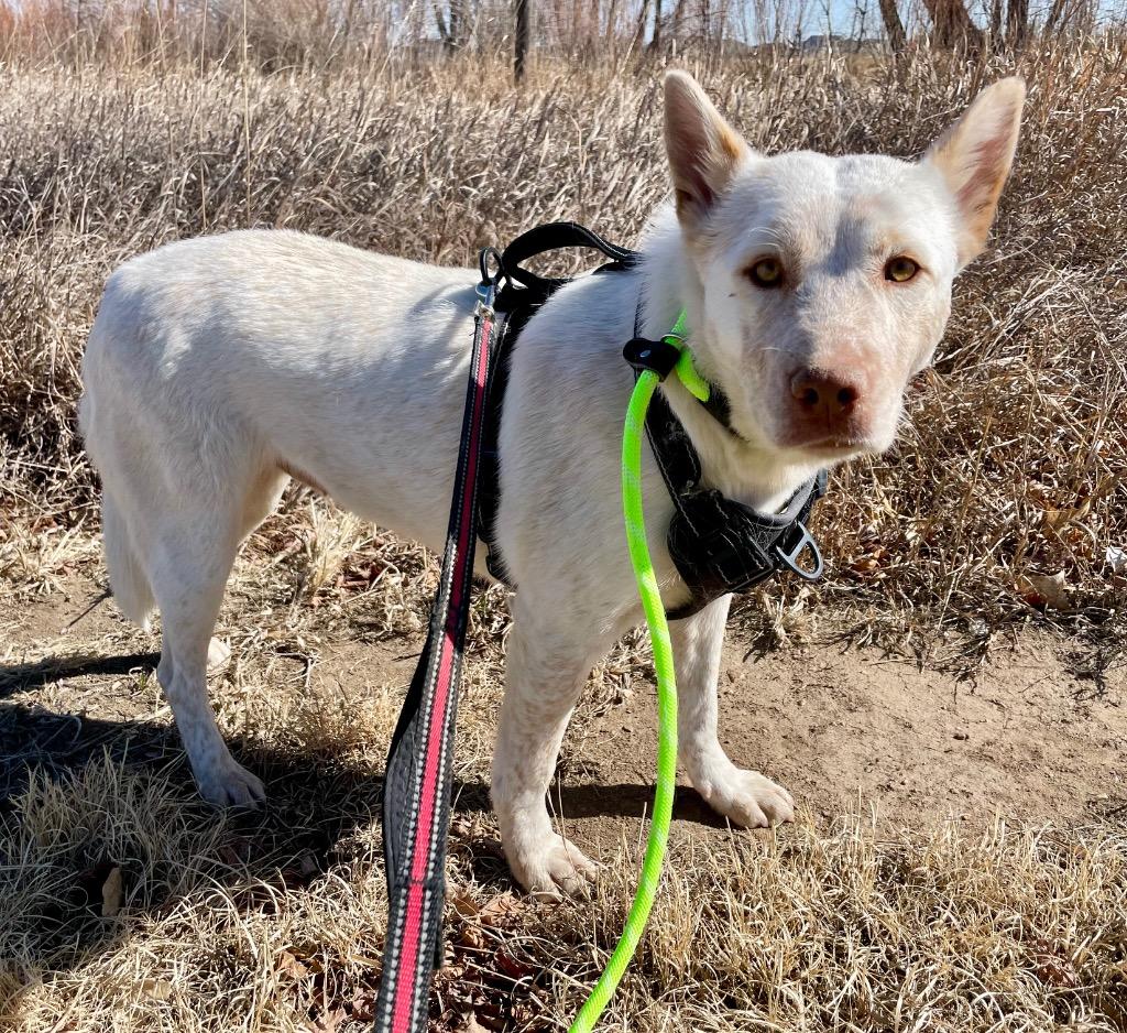 Flower 3, a Adoptable mixed breed in Fort Lupton, CO image 3/6