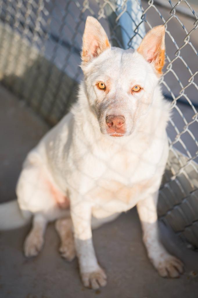 Flower 3, a Adoptable mixed breed in Fort Lupton, CO image 4/6