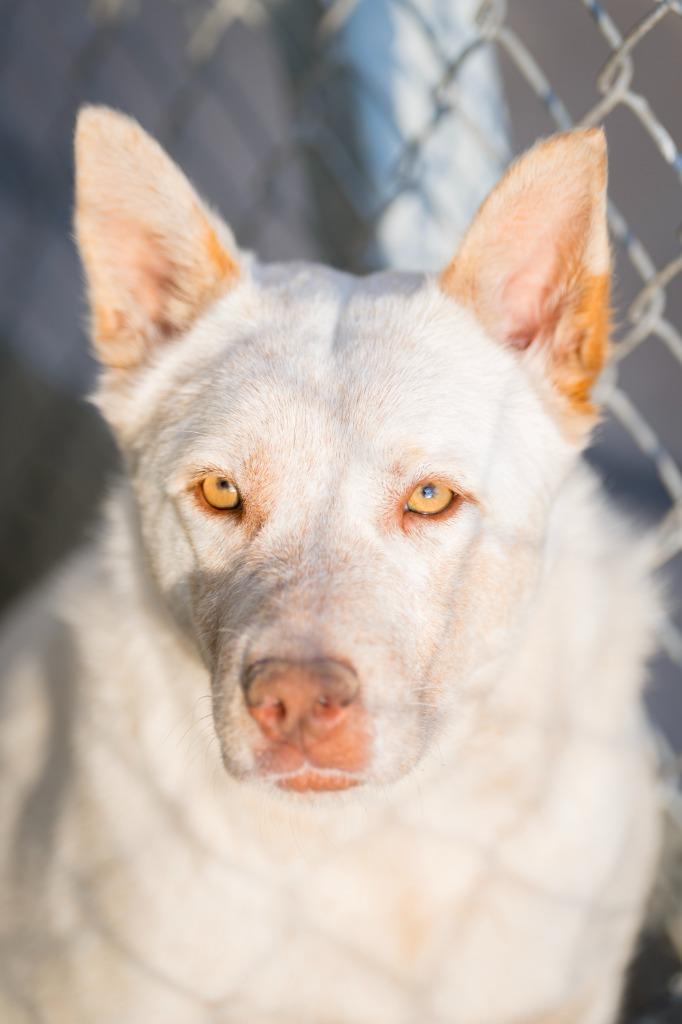 Flower 3, a Adoptable mixed breed in Fort Lupton, CO image 5/6