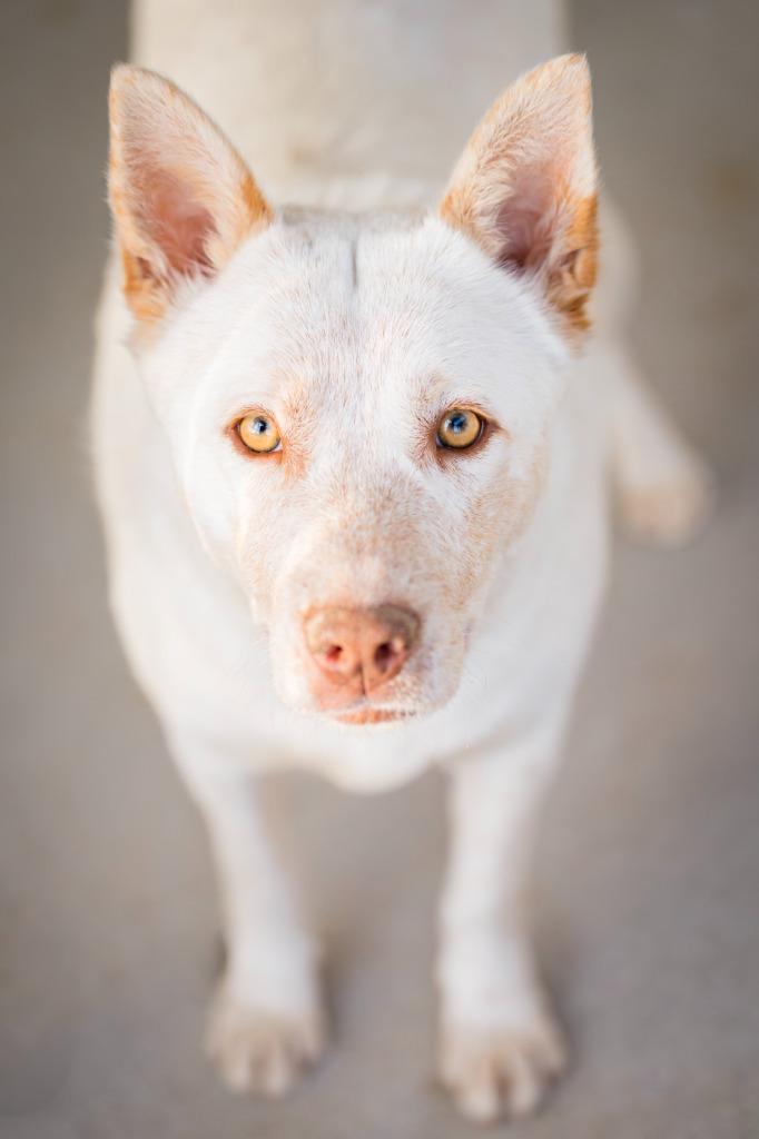 Flower 3, a Adoptable mixed breed in Fort Lupton, CO image 6/6