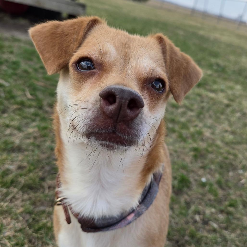 Fawn, Adoptable, Adult Female Chihuahua & Mixed Breed.
