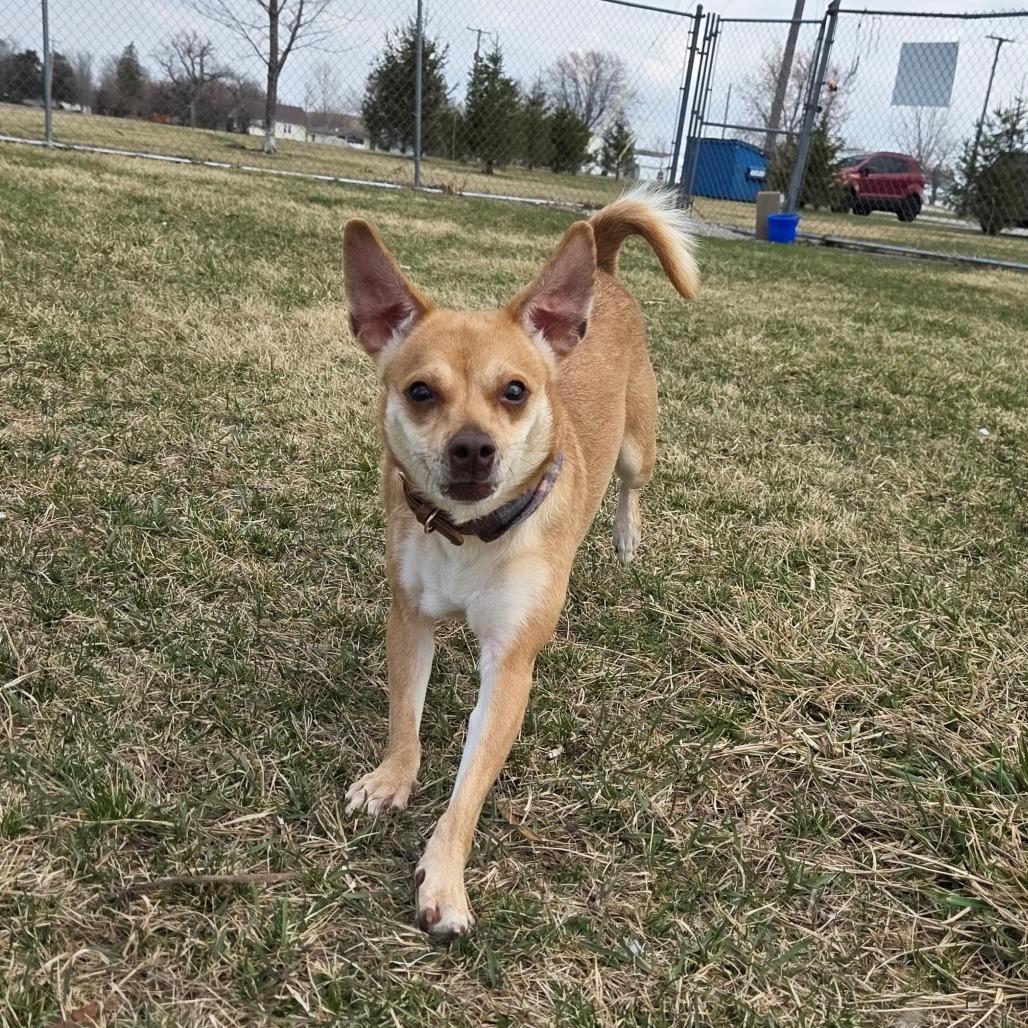 Enlarge Fawn, a Adoptable mixed breed in Pontiac, IL image 2/6