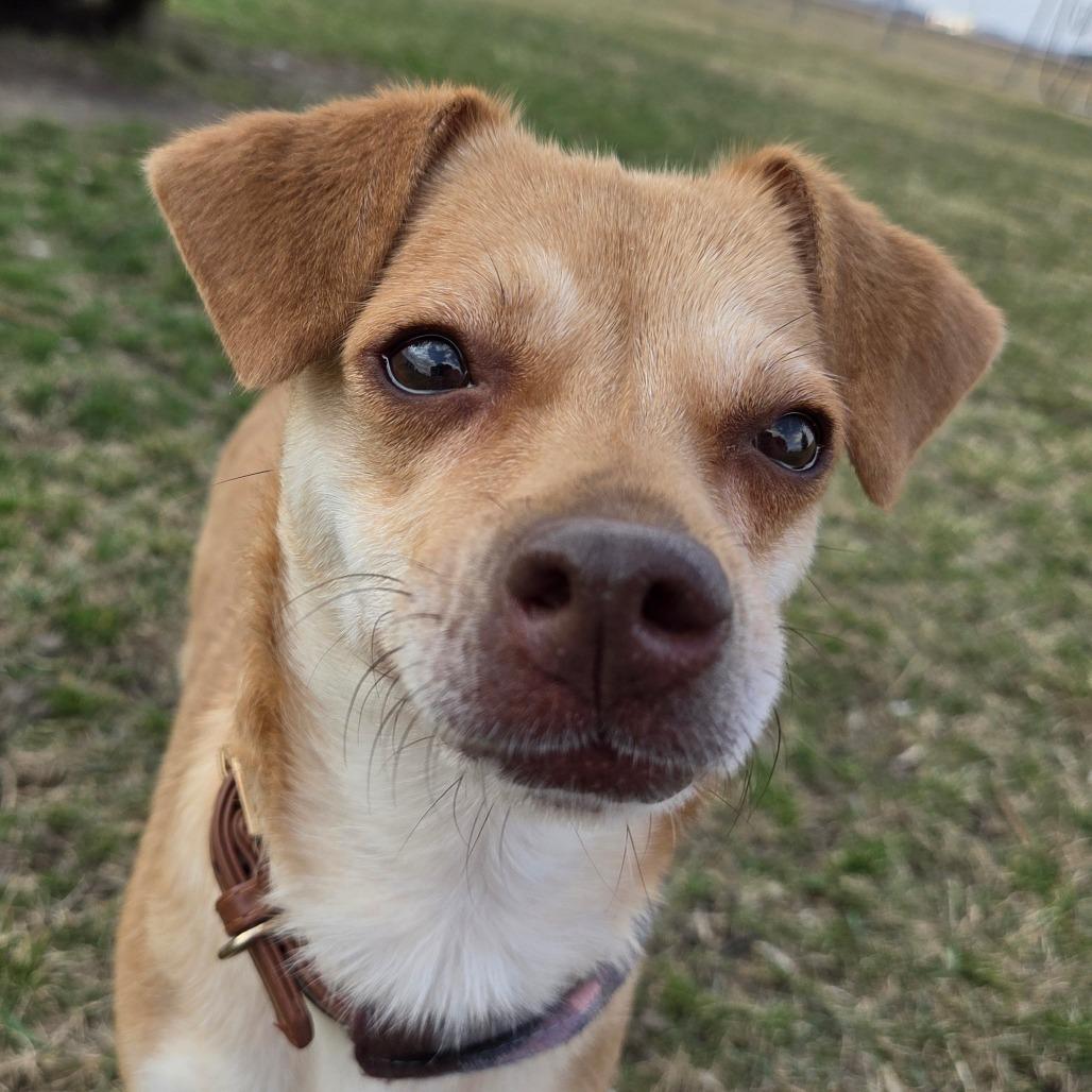 Enlarge Fawn, a Adoptable mixed breed in Pontiac, IL image 3/6