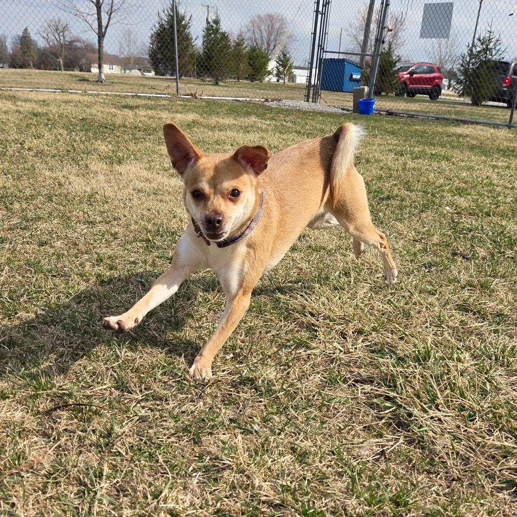 Enlarge Fawn, a Adoptable mixed breed in Pontiac, IL image 4/6