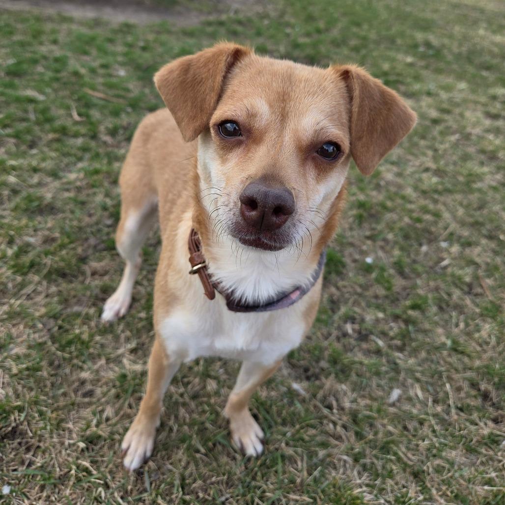 Enlarge Fawn, a Adoptable mixed breed in Pontiac, IL image 5/6
