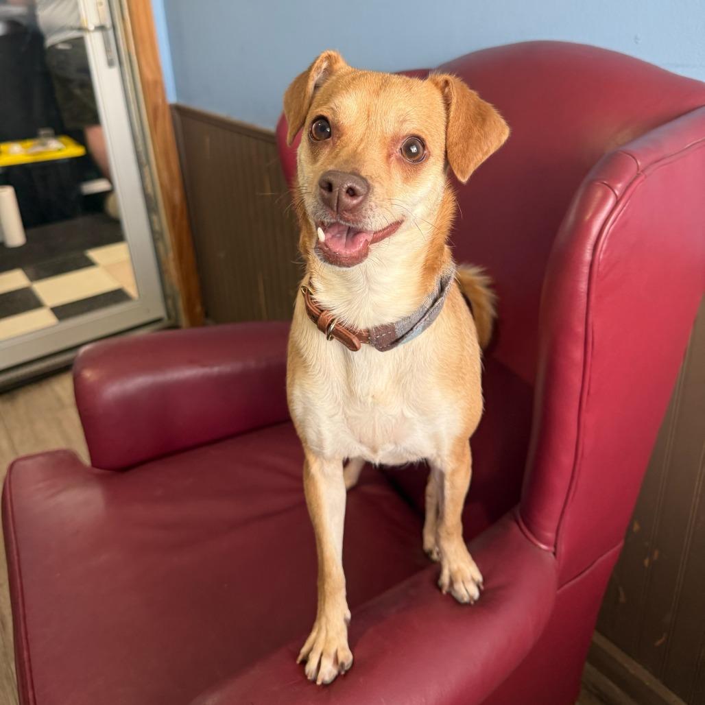 Enlarge Fawn, a Adoptable mixed breed in Pontiac, IL image 1/2