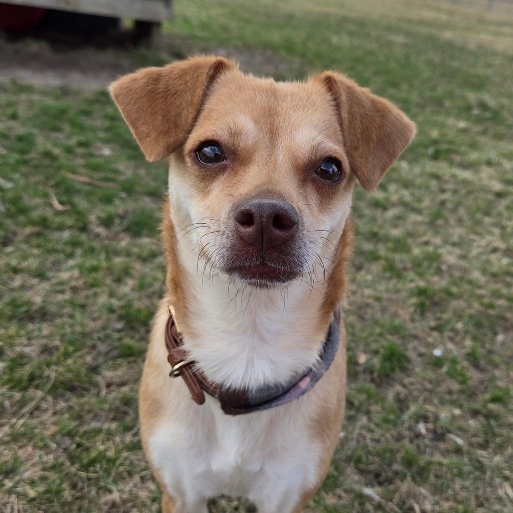 Enlarge Fawn, a Adoptable mixed breed in Pontiac, IL image 6/6