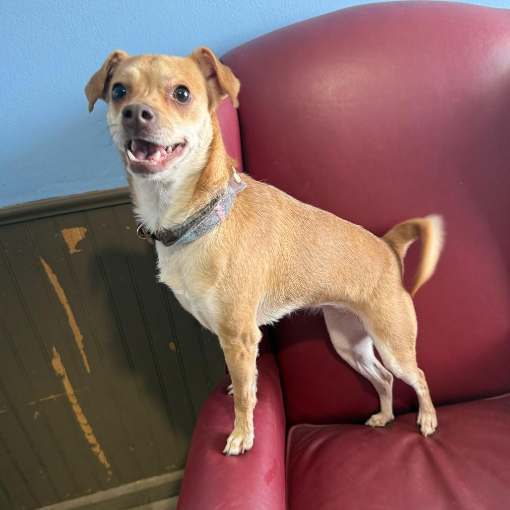 Enlarge Fawn, a Adoptable mixed breed in Pontiac, IL image 2/2