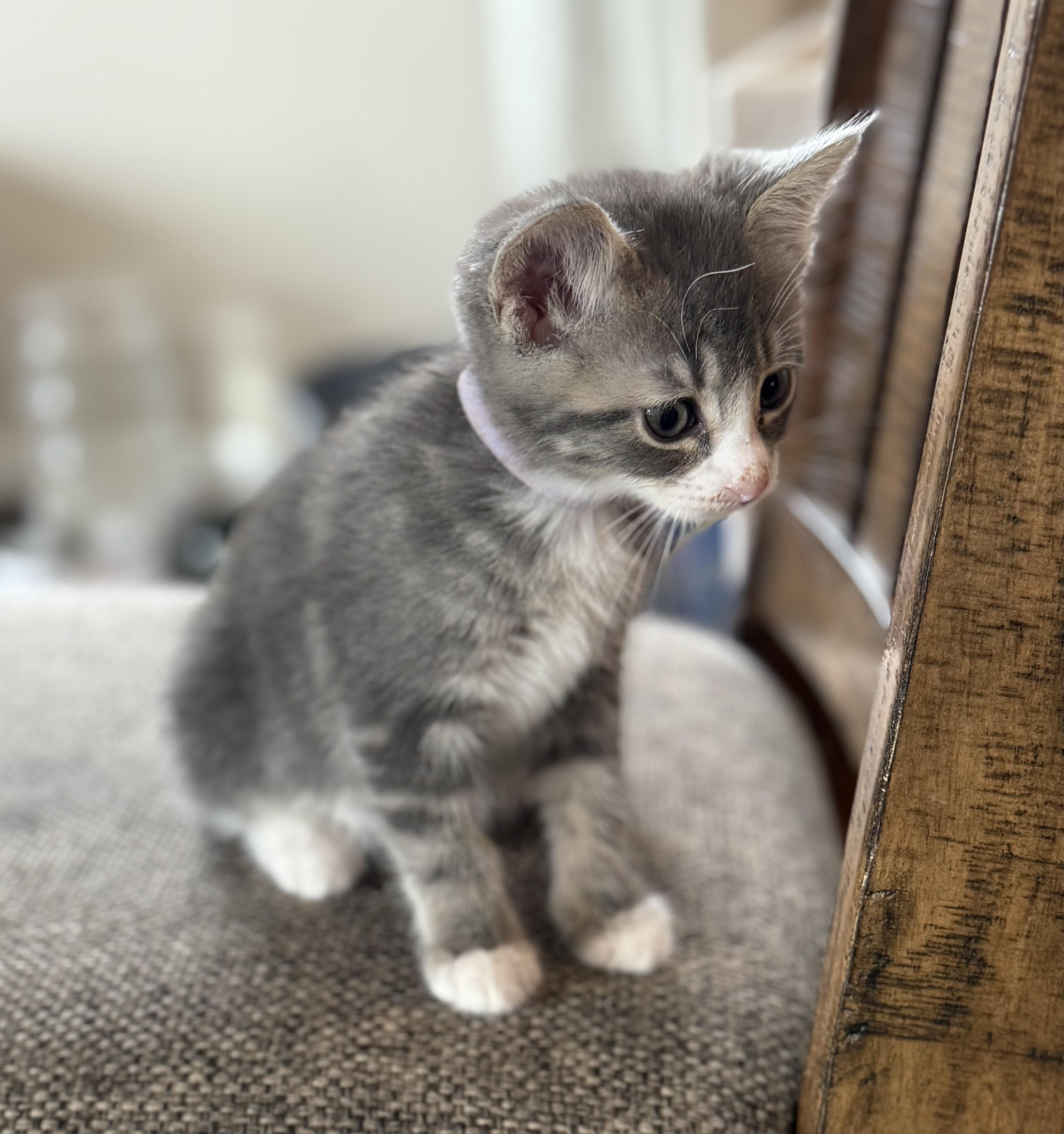 Mabel photo 3