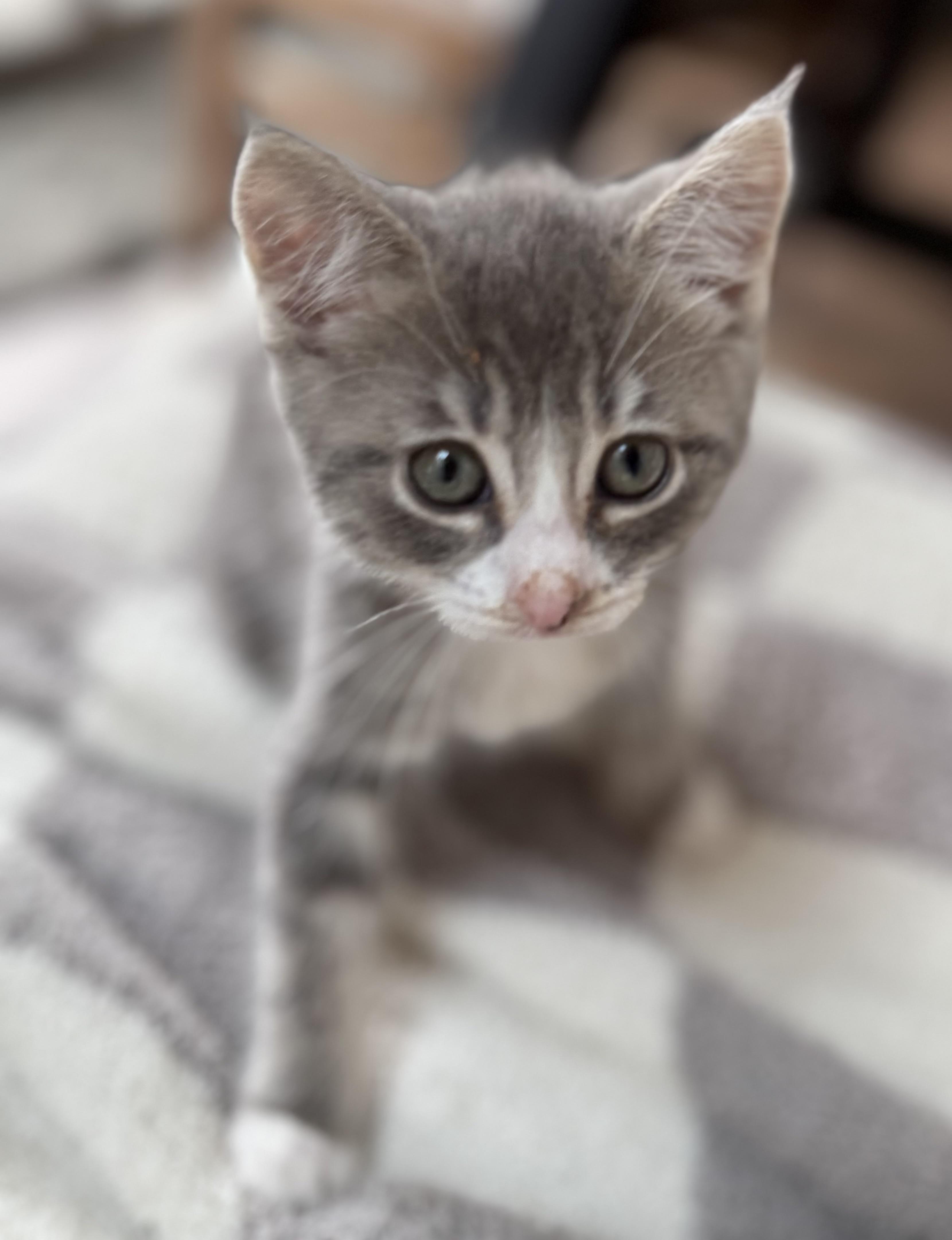 Mabel photo 2