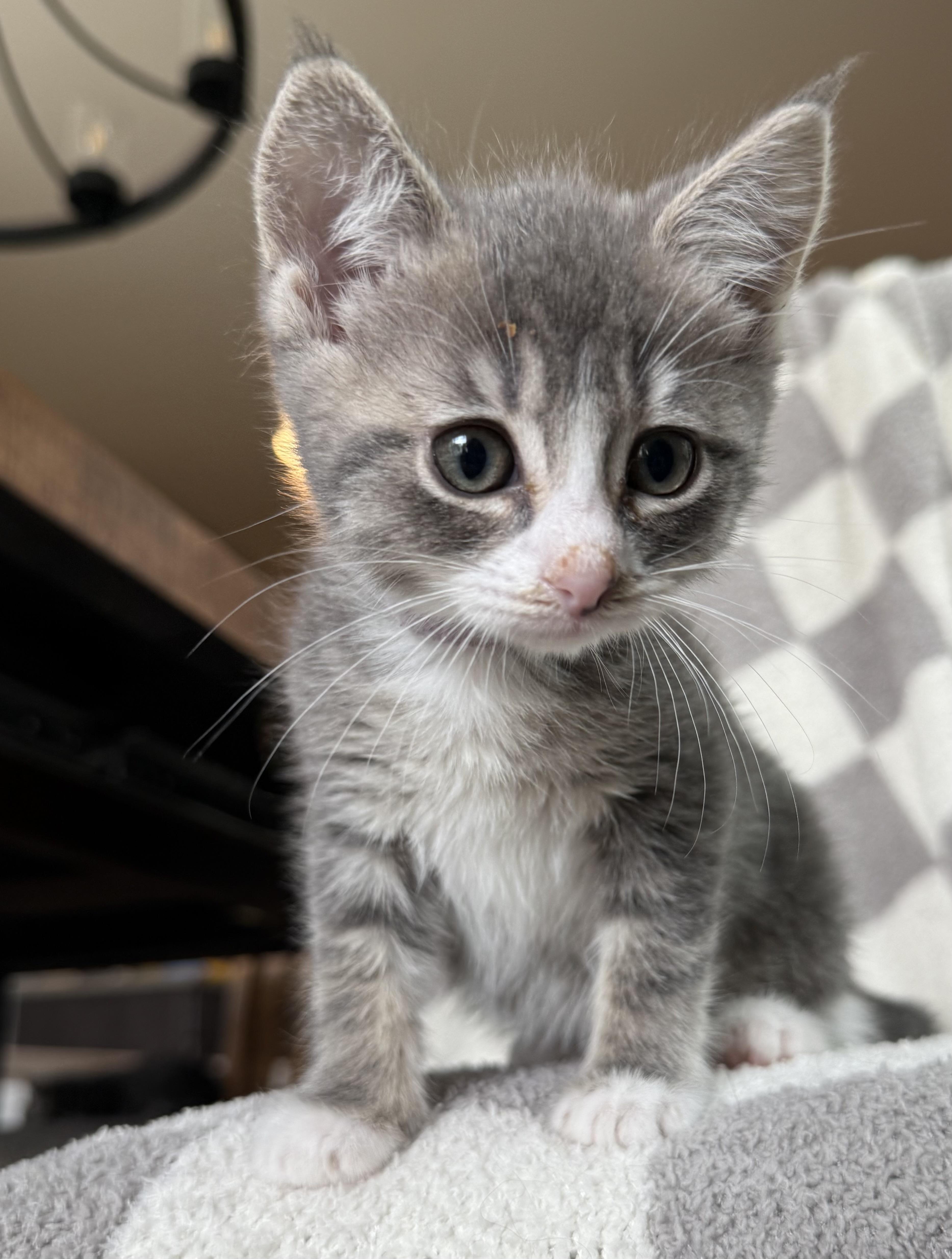 Mabel photo 5