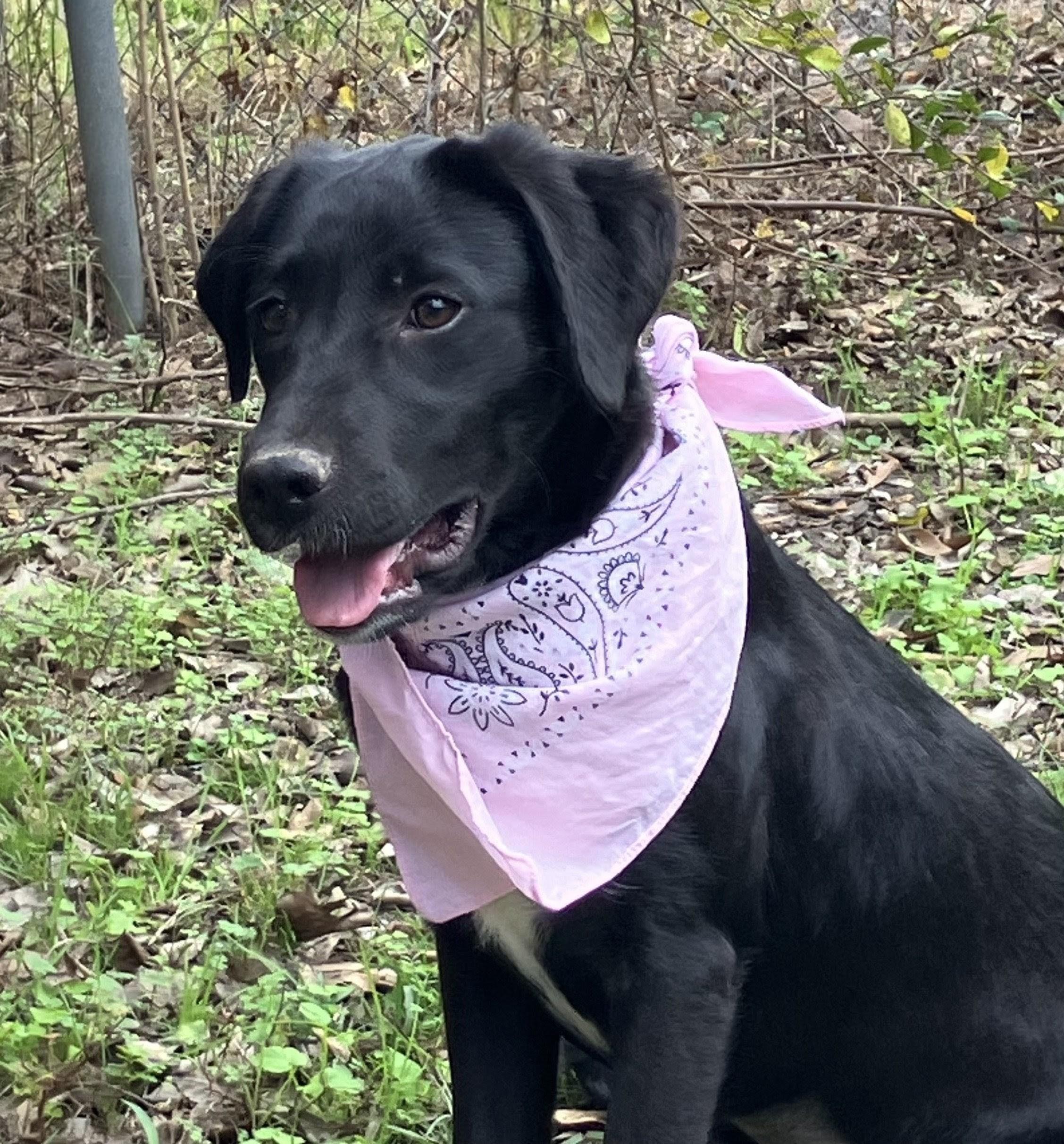 Enlarge Shiloh, a ADOPTABLE Black Labrador Retriever in Willington, CT image 4/5