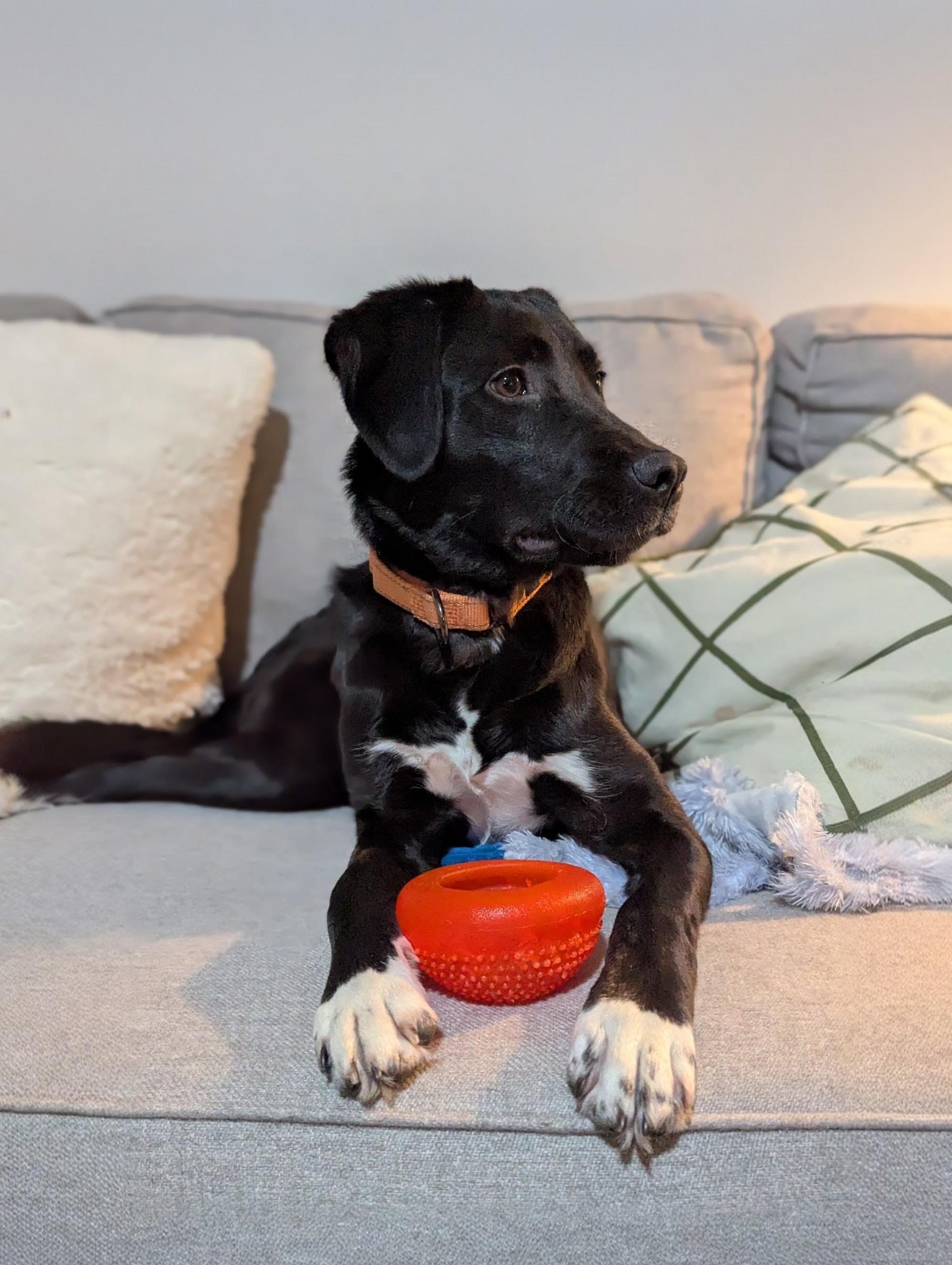 Enlarge Shiloh - In NY, an adoption pending Black Labrador Retriever in Willington, CT image 1/6