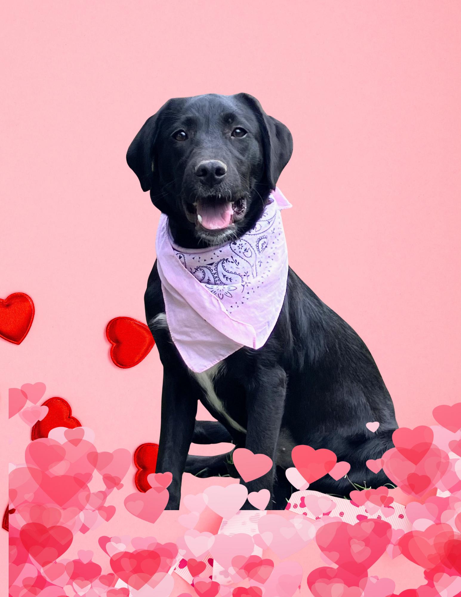 Shiloh, ADOPTABLE, Puppy Female Black Labrador Retriever.