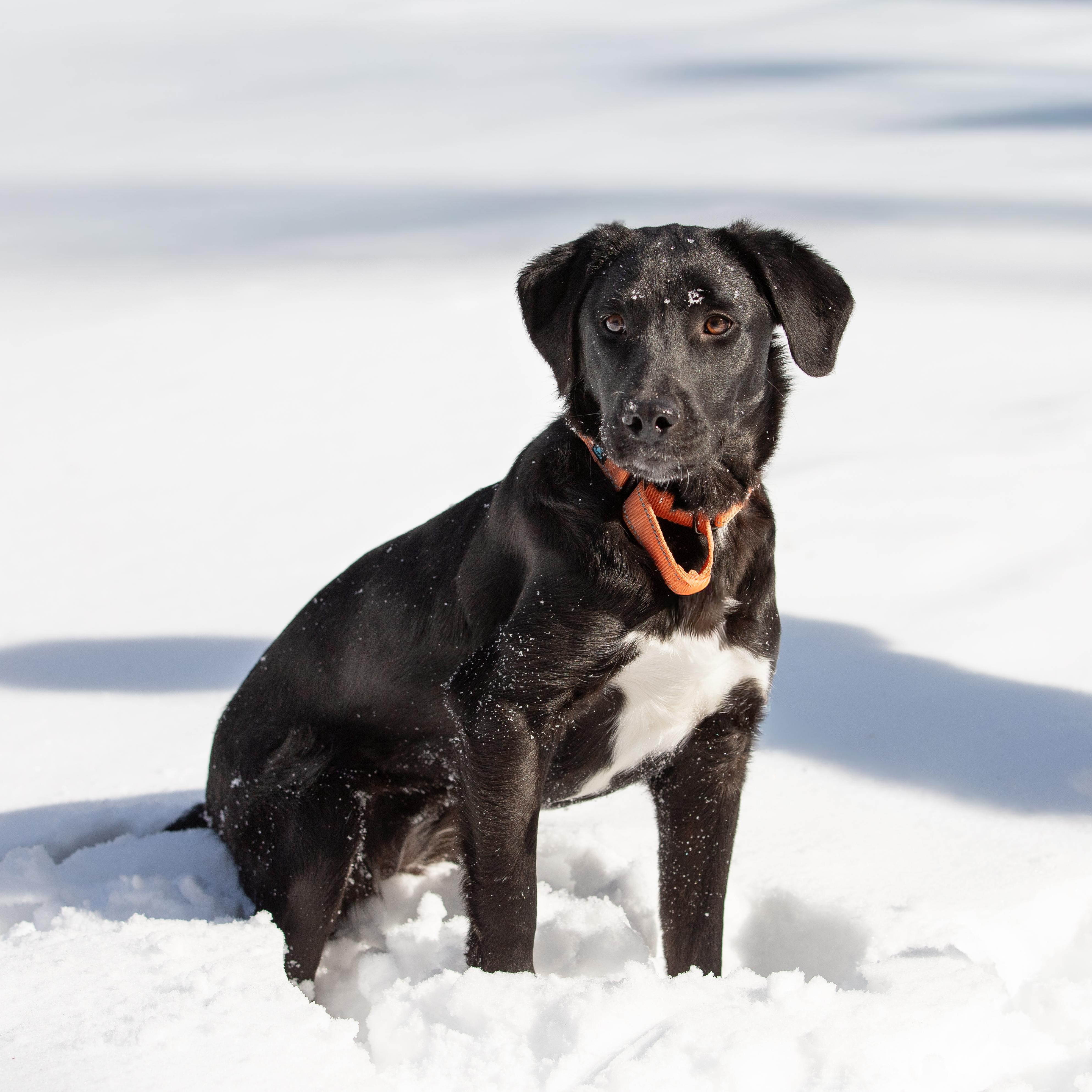 Enlarge Shiloh - In NY, an adoption pending Black Labrador Retriever in Willington, CT image 4/6