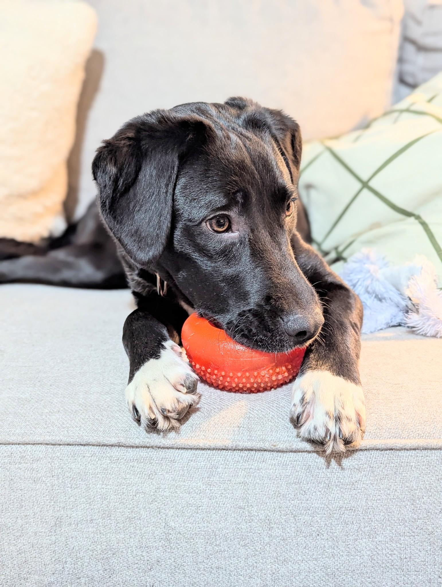 Enlarge Shiloh - In NY, an adoption pending Black Labrador Retriever in Willington, CT image 2/6