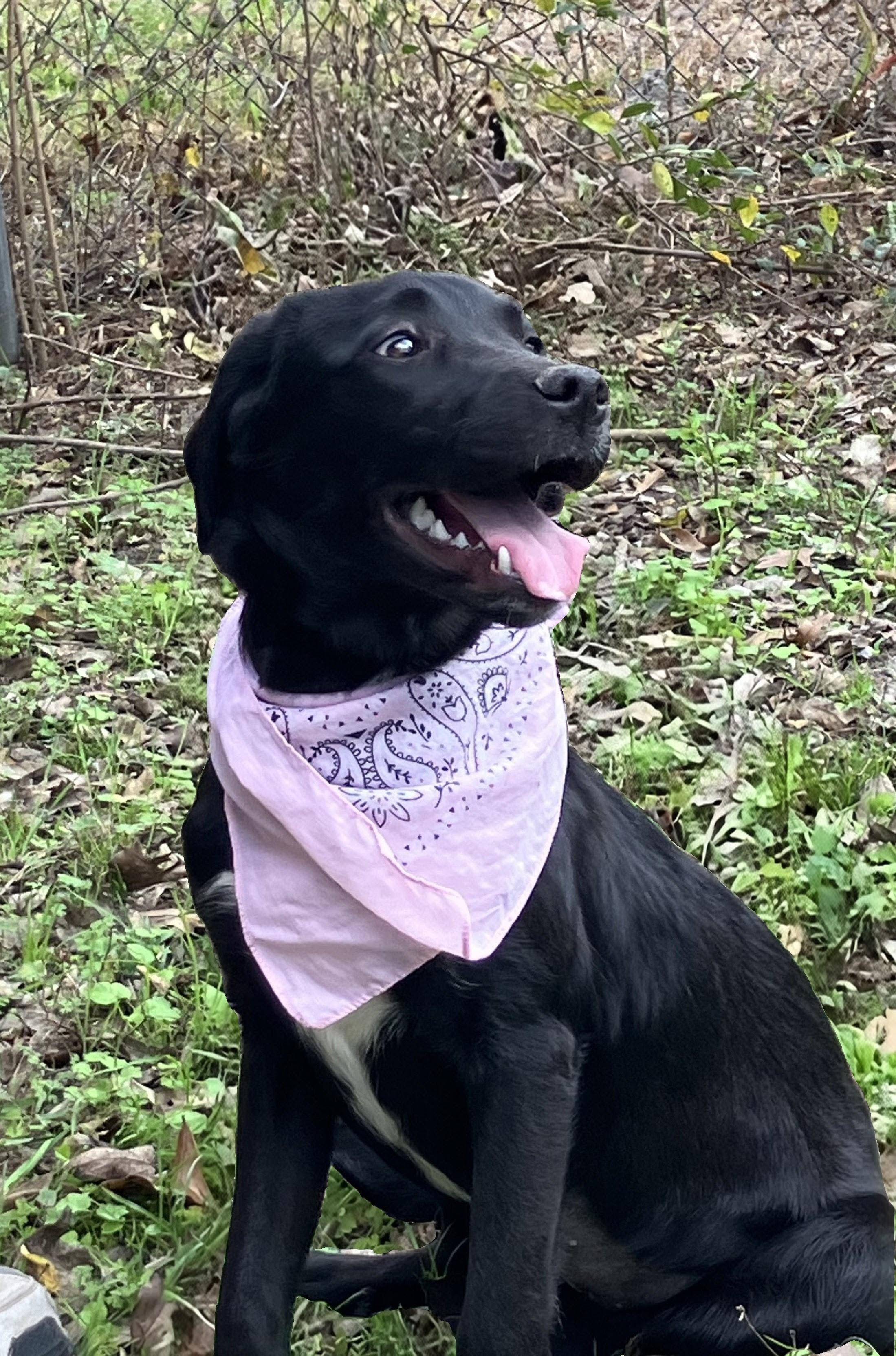 Enlarge Shiloh, a ADOPTABLE Black Labrador Retriever in Willington, CT image 3/5