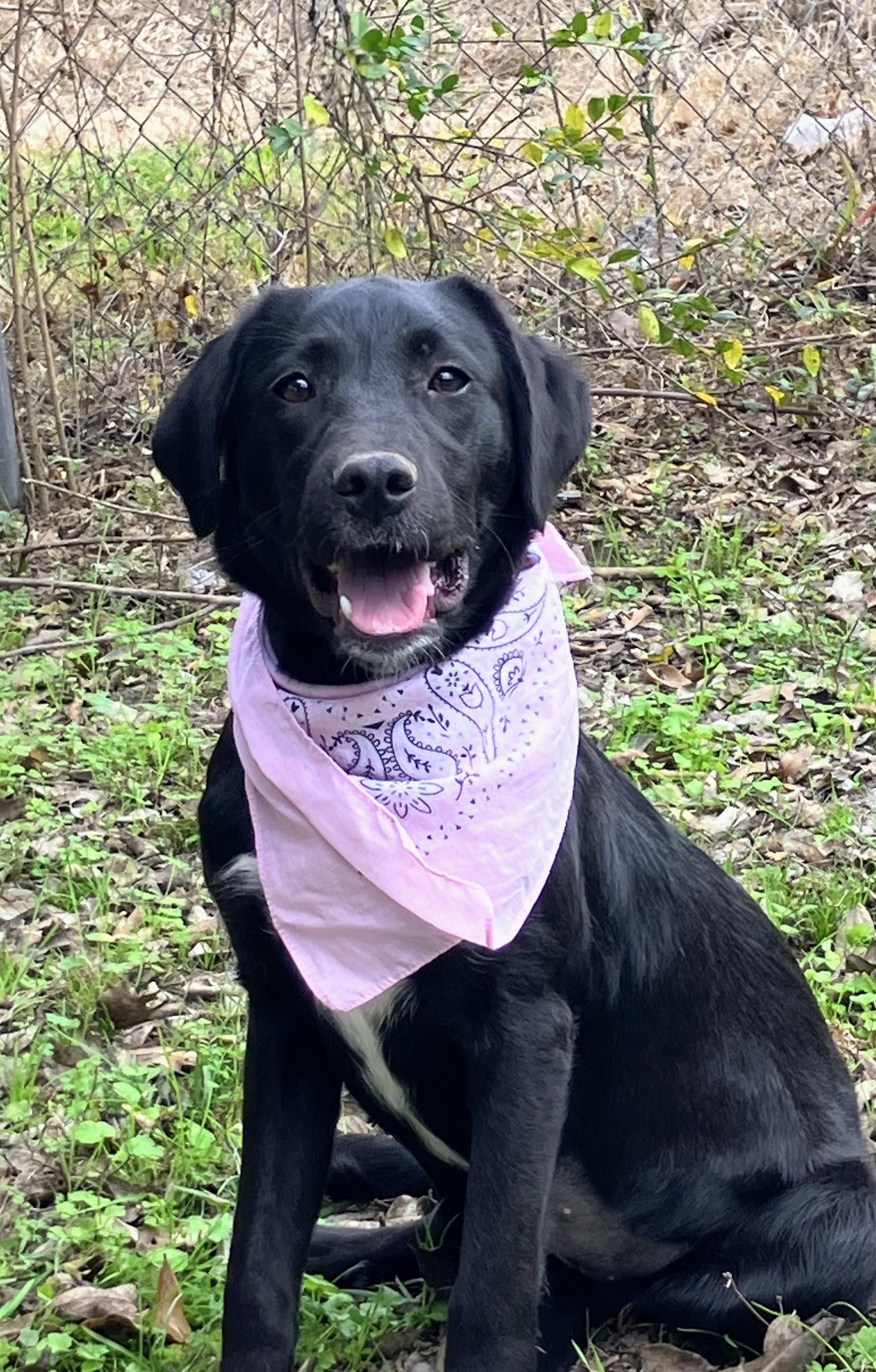 Enlarge Shiloh, a ADOPTABLE Black Labrador Retriever in Willington, CT image 2/5
