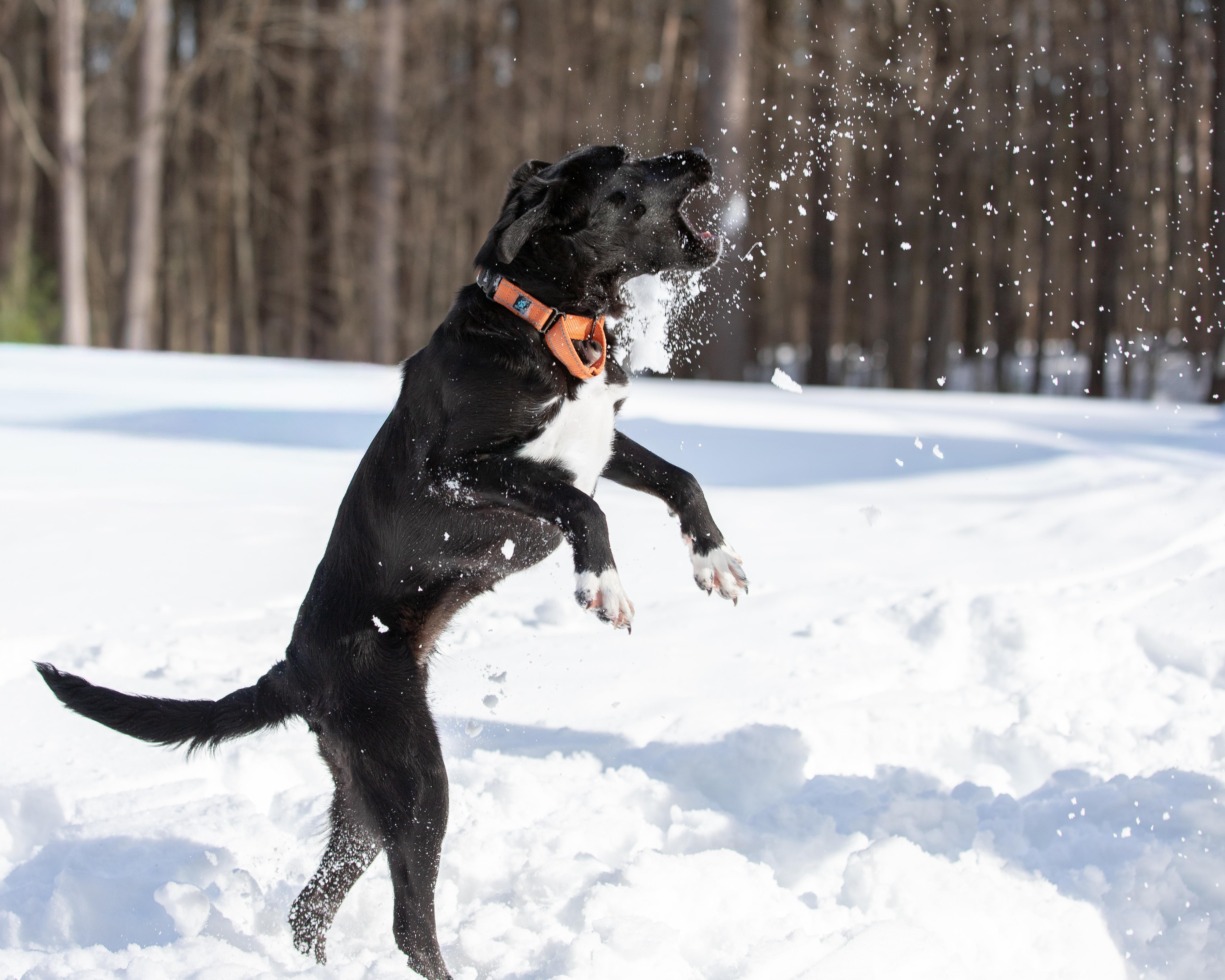 Enlarge Shiloh - In NY, an adoption pending Black Labrador Retriever in Willington, CT image 5/6