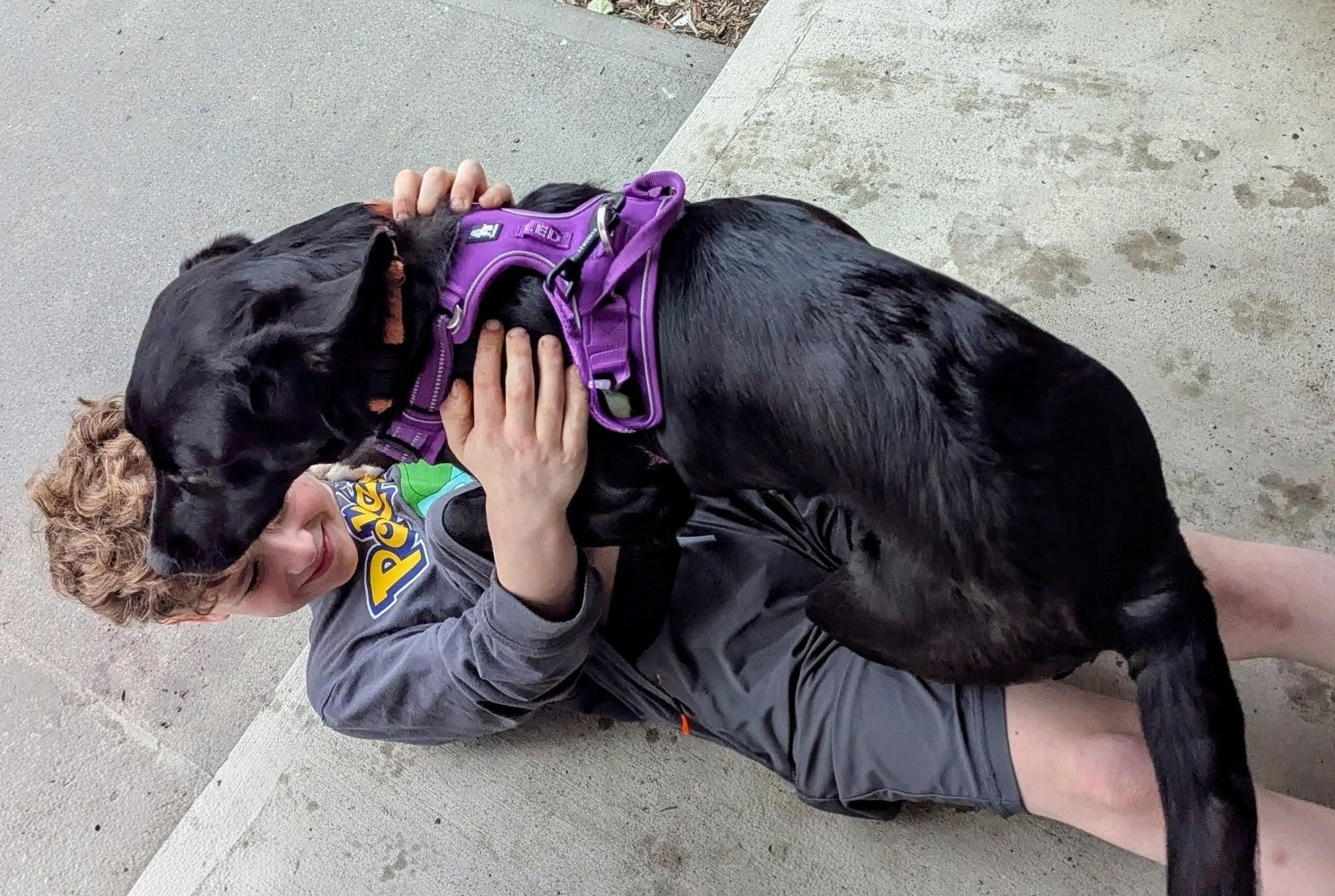 Enlarge Shiloh - In NY, an adoption pending Black Labrador Retriever in Willington, CT image 3/6