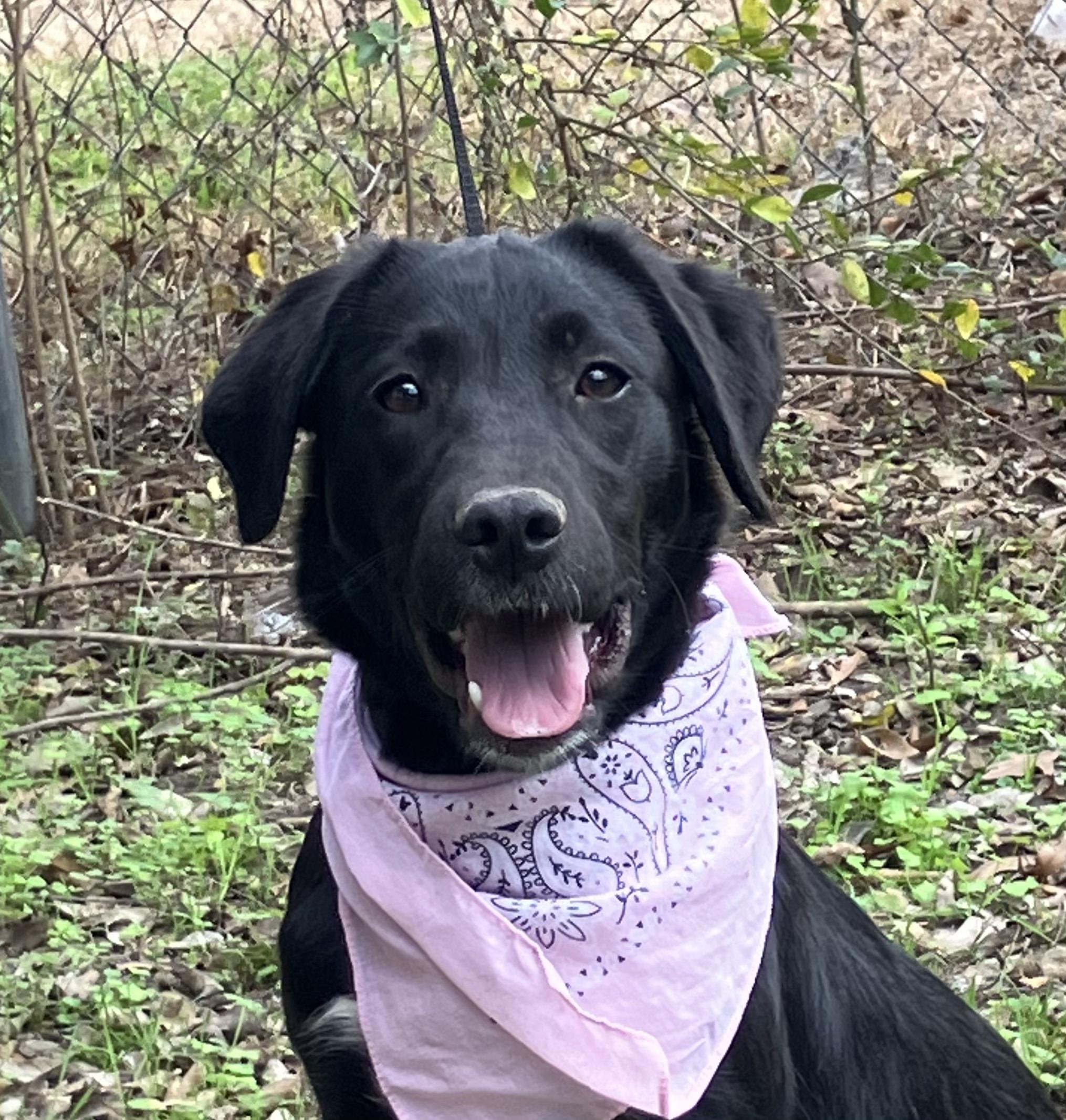 Shiloh, ADOPTABLE, Puppy Female Black Labrador Retriever.