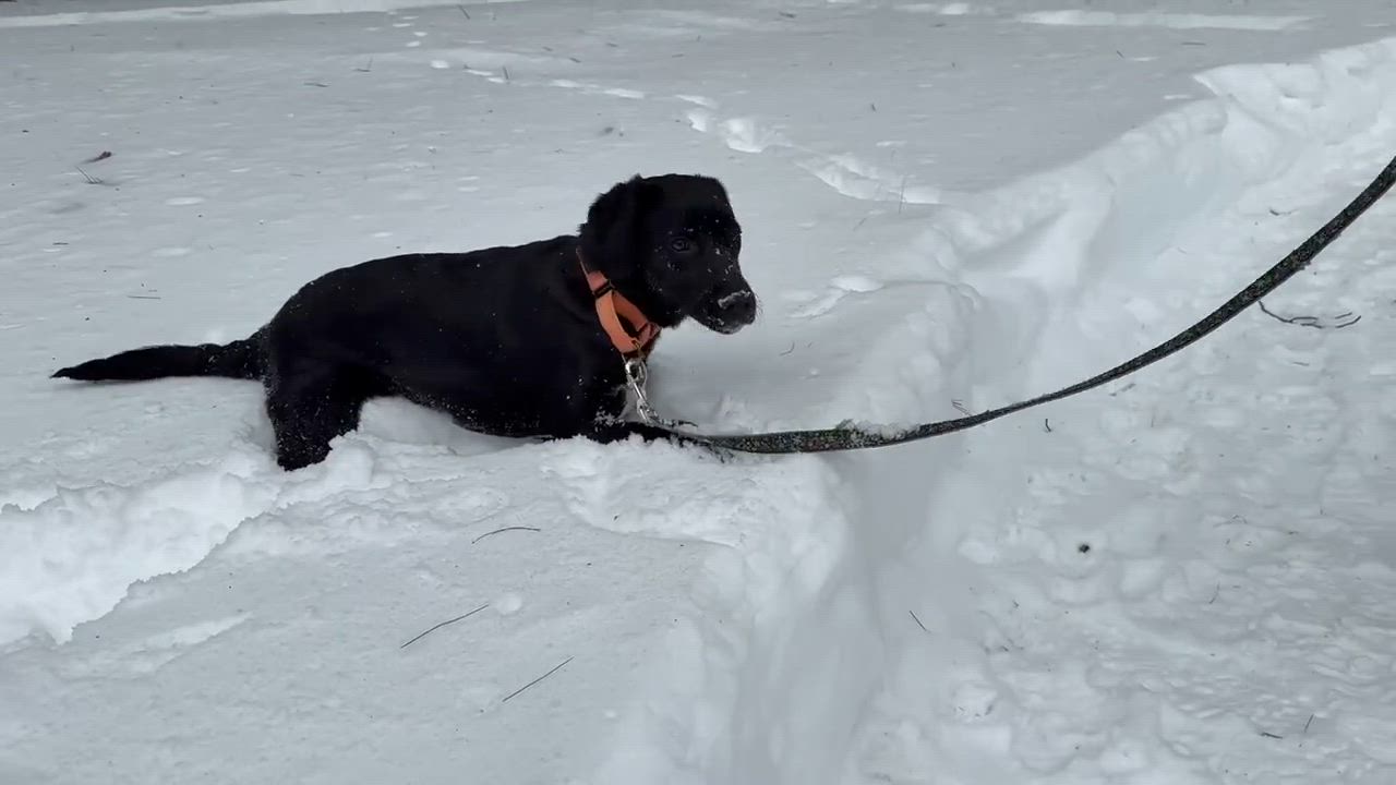 Enlarge Shiloh - In NY, an adoption pending Black Labrador Retriever in Willington, CT video 6/6