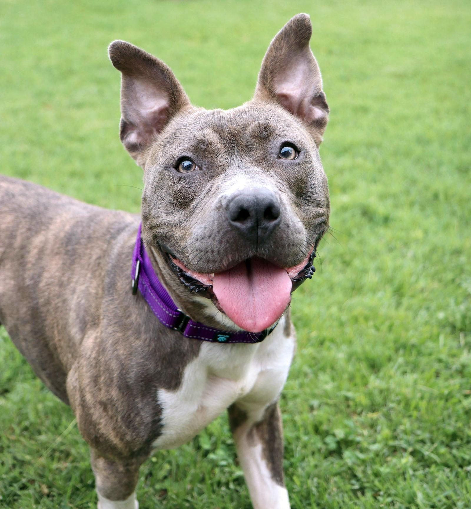 Enlarge Letty, a Adoptable mixed breed in Kansas City, MO image 2/3