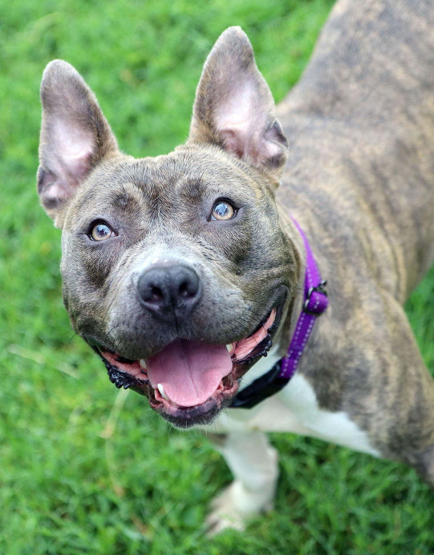 Enlarge Letty, a Adoptable mixed breed in Kansas City, MO image 3/3