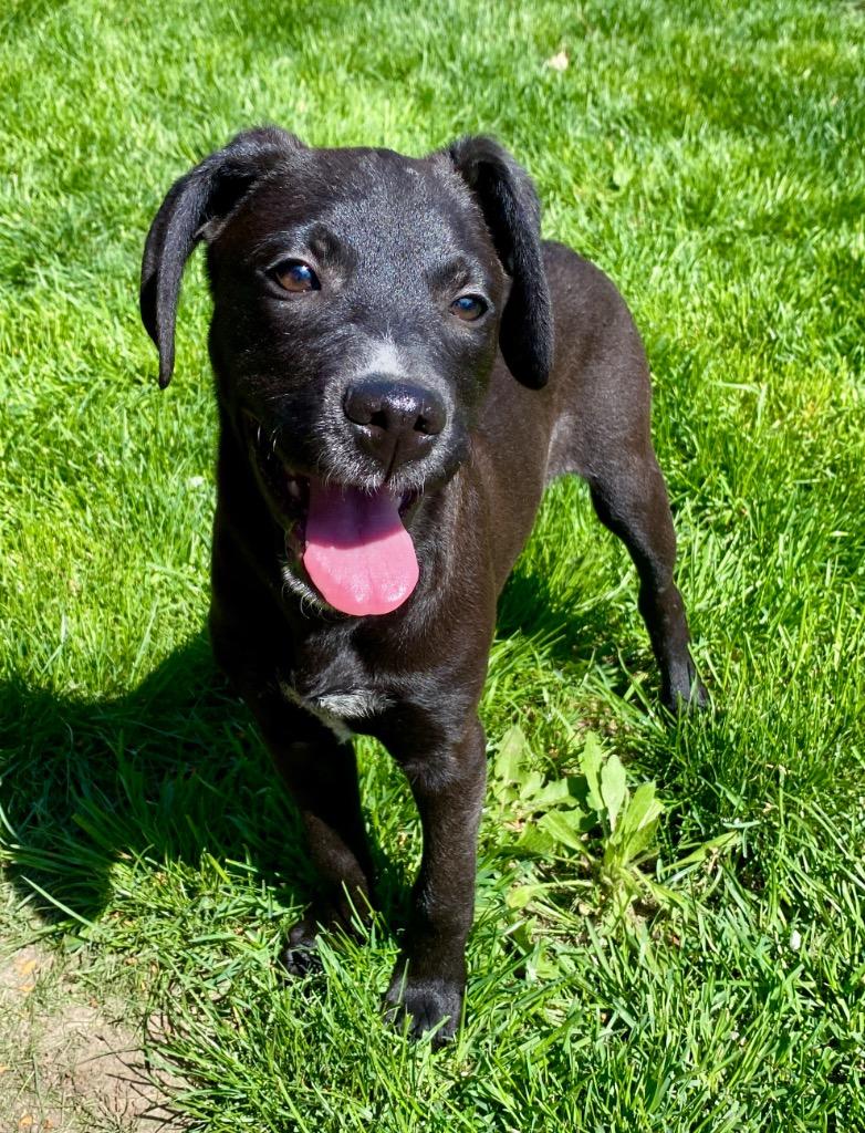 Kevin Hart, a Adopted mixed breed in Urbandale, IA image 1/3