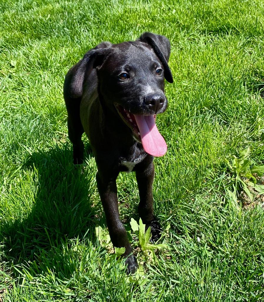 Kevin Hart, a Adopted mixed breed in Urbandale, IA image 2/3